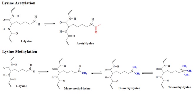 Lysine acetylation
